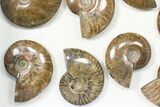 Lot: - Iridescent, Red Flash Ammonites - Pieces #82472-3
